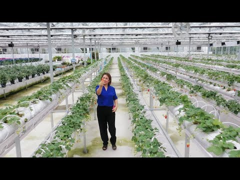 วีดีโอ: Chilling Strawberry Plants: เรียนรู้เกี่ยวกับข้อกำหนด Chilling Strawberry สำหรับสตรอเบอร์รี่