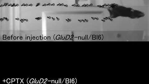 A mouse with cerebellar ataxia before and after CPTX injection - MRC Laboratory of Molecular Biology