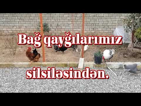 Video: Albalı ağaclarının toxum əkilməsi - Çuxurlardan albalı ağaclarını necə yetişdirmək olar