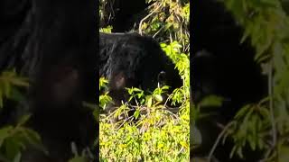 Black Bear_The Rockies_May 2026 #blackbear #rockies