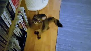 Somali kitten's supercute voice by Piivi 10,395 views 5 years ago 24 seconds