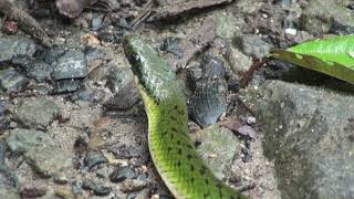Serpent des marais (Erythrolamprus epinephelus) Fire-bellied Snake