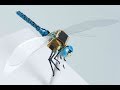 Scientists turned a dragonfly into a drone