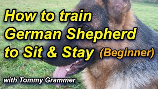 How to Train German Shepherd to sit and stay