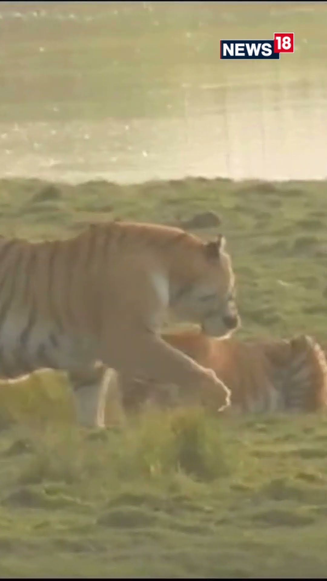 Rare Sighting Of A Royal Bengal Tiger Couple Fight In Kohora Range Of Kaziranaga National Park |N18S