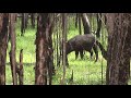 Wild Boar Hunting with dogs in Cape York, Australia with Whippets and a .3030