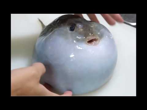 pufferfish bouncing