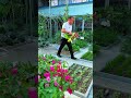 A rural uncle is raising chickens, pigs, and growing vegetables on his roofto