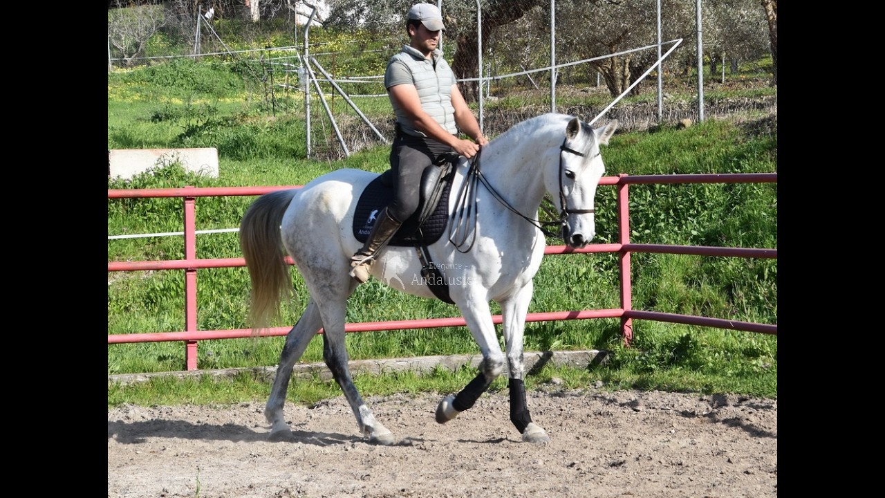 Armas Orquidea II - 02 20206 geritten - www.elegante-andalusier.com