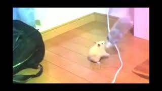 hammie boye