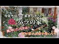 【ガーデニング】【バラ】今年も行って来ました^o^バラの家　購入したバラは…❓我が家のお庭で咲くバラ