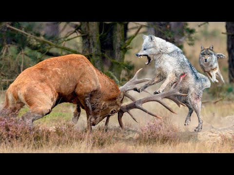 Этот олень бьёт рогами со СТРАШНОЙ силой! Благородный олень, самый ХИТРЫЙ и АГРЕССИВНЫЙ гигант леса!