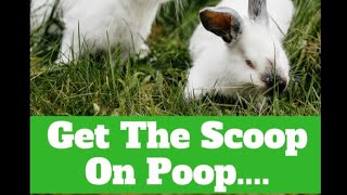 Making money off Rabbit Poop!