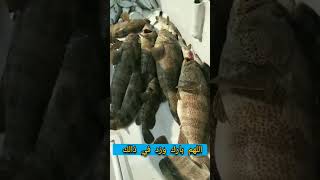 شوفو صيد اليوم من سمك الهامور - صيد السمك بالصنارة