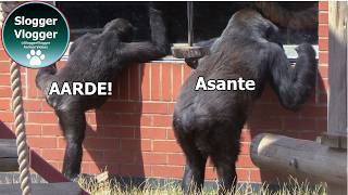 Little Gorilla Aarde Picks Up Oumbi's Best And Worst Habits