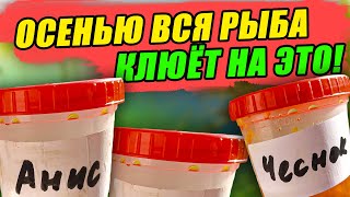 Самодельные АРОМАТИЗАТОРЫ, от которых ОСЕНЬЮ СХОДИТ с УМА ВСЯ БЕЛАЯ РЫБА – КАРАСЬ, ЛЕЩ, КАРП, ПЛОТВА