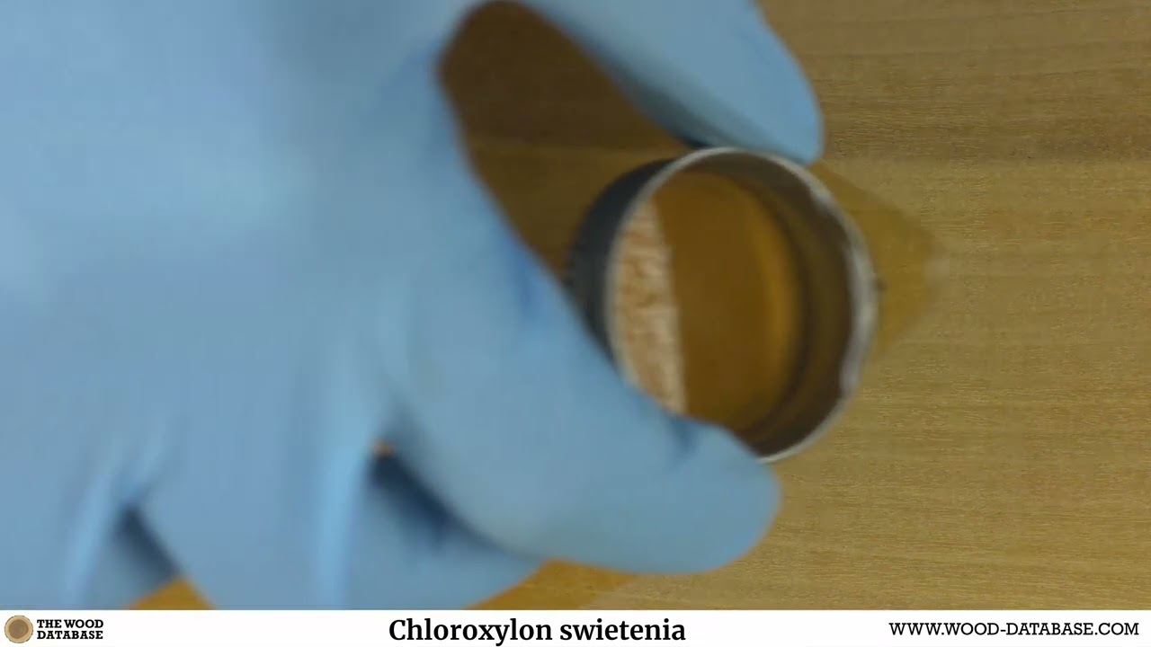 East Indian Satinwood (Chloroxylon swietenia)
