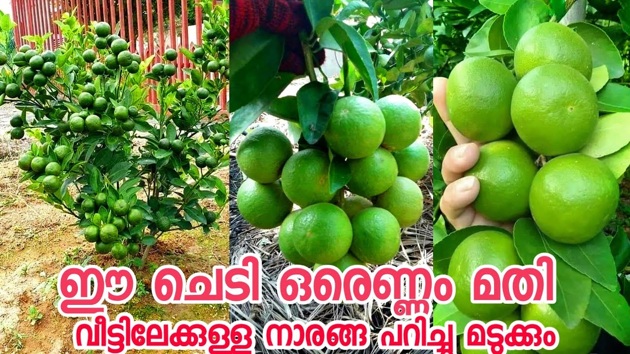 cherunaranga krishi malayalamnaranga niraye kaaykkanfruit plants