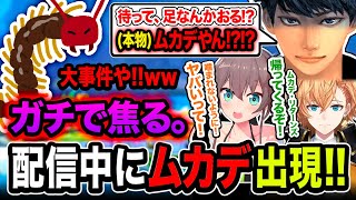 【大事件】配信中に『本物のムカデ』がエアコンから逆流襲撃！パニックなるハセシンwwww【切り抜き】夏色まつり, 渋谷ハル, ハセシン