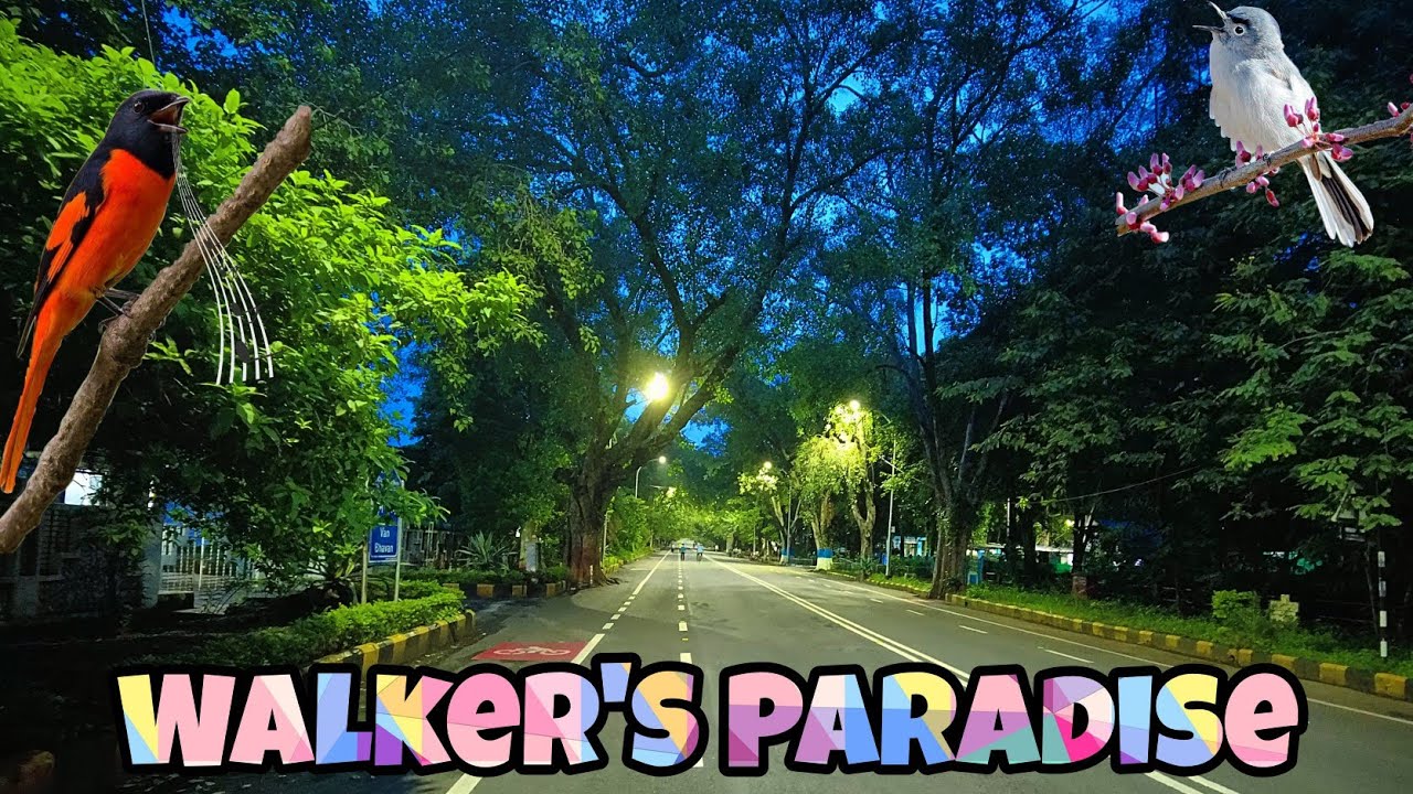 Walker Street | Nature Walk Accompanied By 🐦 Birds Singing | Nagpur City