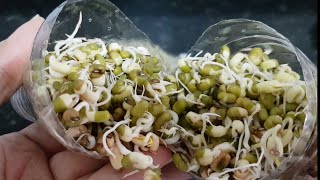 Bean Sprout Using Plastic Bottle Very Easily | Beans Sprout In Bottle | How To Sprout Bean