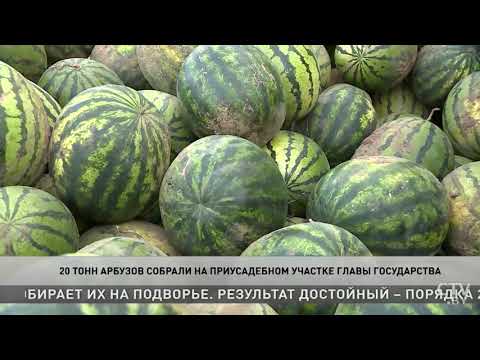 დაბადების დღის წინ ლუკაშენკო გოგონებთან და საზამთროებთან დააფიქსირეს