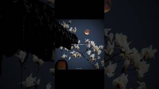 Humsafar Song Status Video Lyrics Video