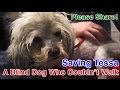 Tessa's Rescue and Rehab - A Blind Dog Who Couldn't Walk - Please Share