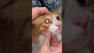 feline cat eye ulcer