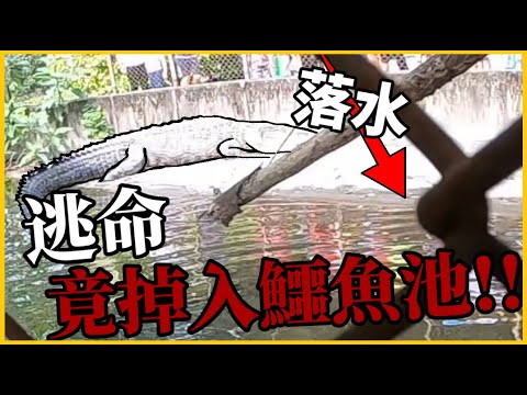 【緊急！】逃命！全球首見！綠鬣蜥為逃避追捕竟直衝「巨神級」鱷魚池！過程全收錄超驚險！恐龍在我家EP16