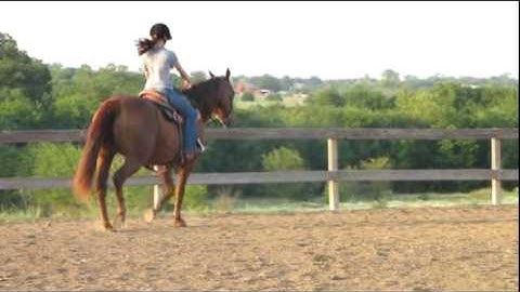 Valley View Ranch  - Willie -    ***For info, price, etc., go to our website***