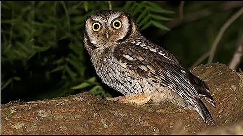 Quais são os hábitos da coruja?