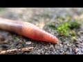 دودة الأرض Earthworm