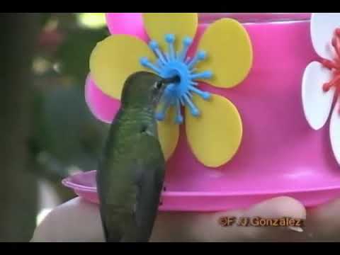 Jardn de los Picaflores en Puerto Iguazu, Misiones...