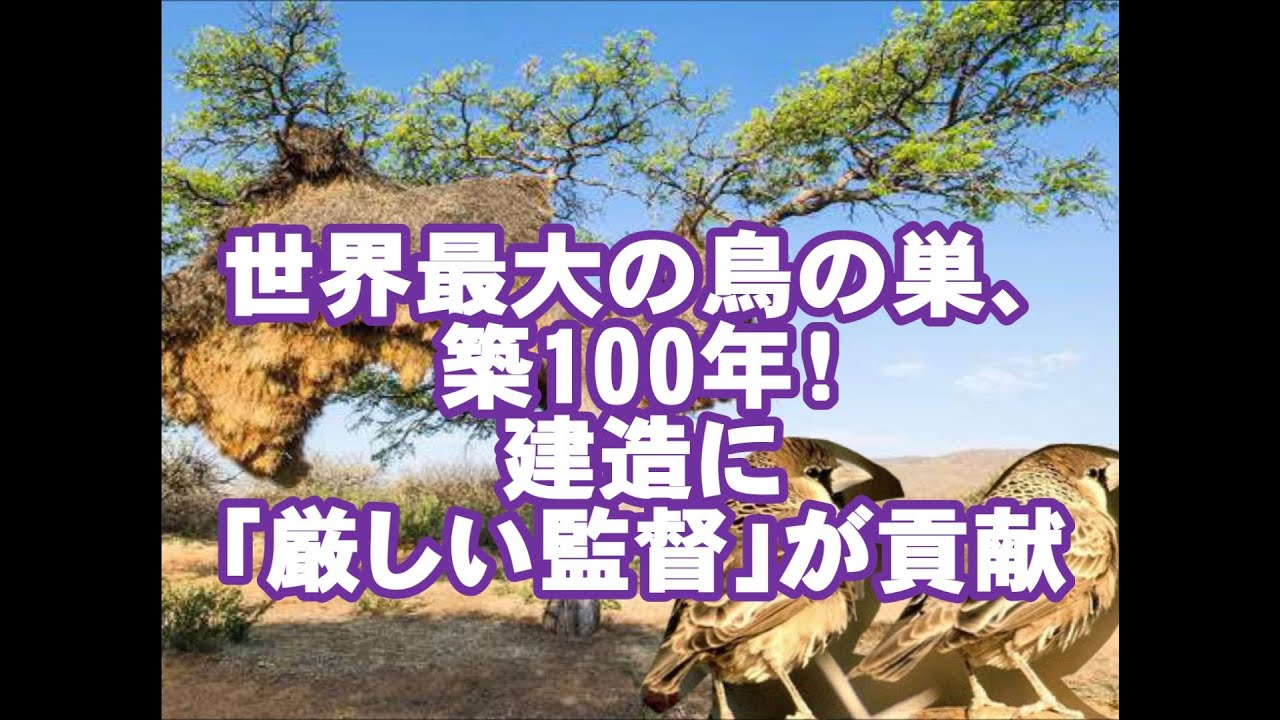 驚愕 築100年シャカイハタオリ世界最大の鳥の巣が凄い Youtube