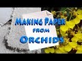 How to make paper from Orchids (And other plants)