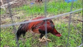 11,24,25 saib qaib ua si update  ganoy  and pakoy