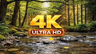 Forest Ambience with Gentle River & Birds 🌿 | Relaxing Nature Sounds for Deep Sleep & Stress Relief screenshot 5