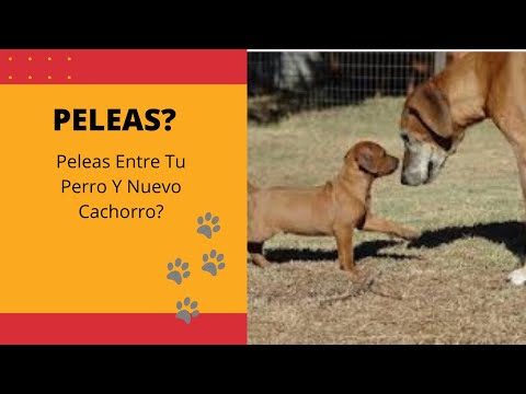 Video: Cómo introducir un nuevo cachorro a un perro más viejo