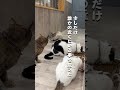 餌やり禁止になった施設から保護した猫 #保護猫