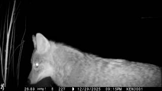 Fresh Snow to Blizzard | Squirrel, Heron, Coyotes and Young Buck | Teeple Creek Trail Cam 12-29-25