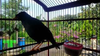 Download lagu masteran burung jalak kebo gacor full isian - sukses buat pancingan jalak muda auto nyaut