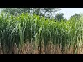 Super napiyar seed stems available@8489180360