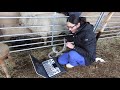 Sheep pregnancy scanning with the Apogee 1000 Lite