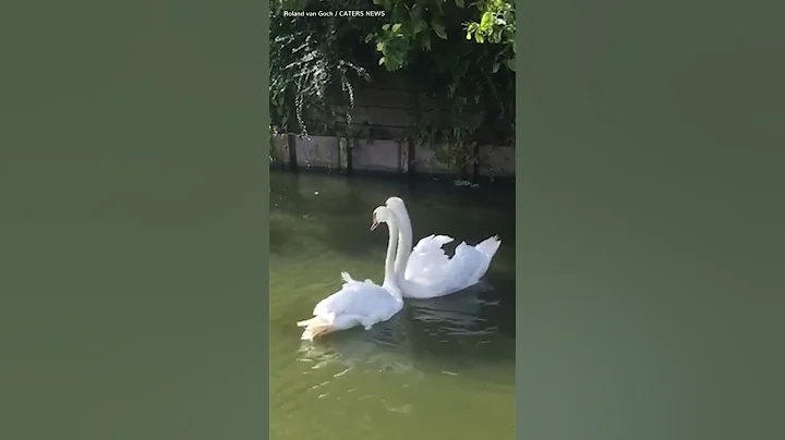 Two loving swans are reunited and their joy is absolutely infectious ❤️ - DayDayNews