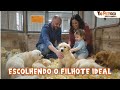 NÃO ESCOLHA PELA SÓ PELA RAÇA! O Segredo para Escolher o FILHOTE IDEAL (Temperamento e Indivíduo)