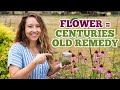 Turn this flower into powerful medicine | Echinacea Tincture Easy DIY