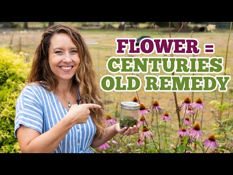 Video: Echinacea Kruidengebruik: leer over het medicinale gebruik van zonnehoed