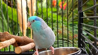Parrot Bird Nature Sounds 🌺🦜 Parrot TV 📺 Parrotlet Sounds 🌴 Forpus ฟอพัส