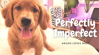 Archie – Lady And The Tramp (Real Love) – Irish Setter and Golden Retriever Puppy by Archie loves Noel 173 views 1 year ago 3 minutes, 5 seconds